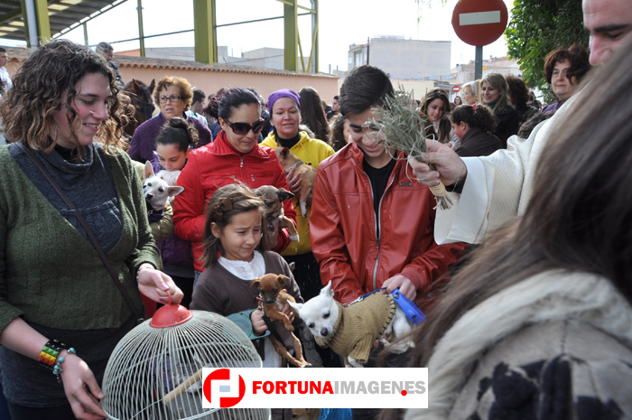 San Anton 2013 en Fortuna